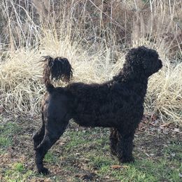 Kai - Portuguese Water Dog
