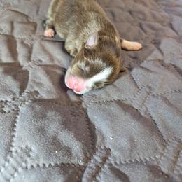 Pumpkin - Red tri-color female Australian Shepherd puppy in Abilene, Texas from S&K Aussies N' Rotties
