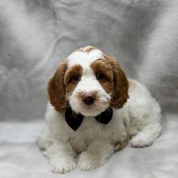 Linguine - Parti male Goldendoodle puppy in Williamson, New York from Lakeside Doodles