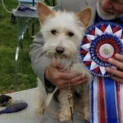 Portuguese Podengo Pequenos from PhaerErin