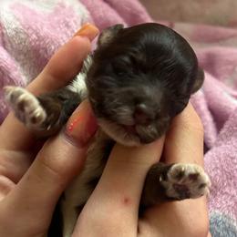 Jasmine - Phantom female Bernedoodle puppy in Decatur, Tennessee from Diamond's Doodles
