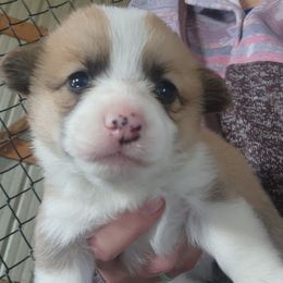 Girl 1 - Fawn female Pembroke Welsh Corgi puppy in Odessa, Missouri from LOYAL T K9's CORGIS