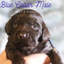 Boy 4 - Liver male Boykin Spaniel puppy in Capron, Virginia from Triple Creek Kennel
