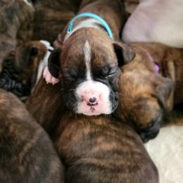 Boxer Puppies from Keen Boxers