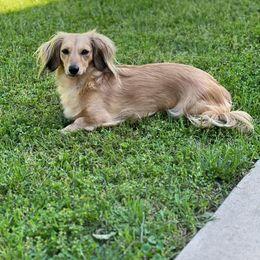 Dachshund All Grown Up from Lone Star Longhair Dachshunds