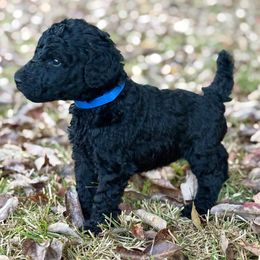 Mr. Blue Collar - Blue male Poodle puppy in Screven, Georgia from Dreamland Standard Poodles