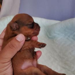 Yorkshire Terrier Puppies from Mama & I Yorkshire's