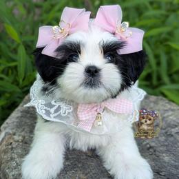 Korean Meadow - Black and white female Mal-Shi puppy in Barren Springs, Virginia from Seeking Shalom Acres Maltese, Maltipoos & Havamalts