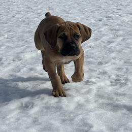 Male - Fawn male Boerboel puppy in Flemingsburg, Kentucky from Aussgardian Boerboels