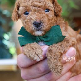 Tangelo - Red  male Poodle puppy in Salado, Texas from Red Ranch Dogs