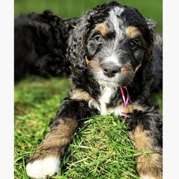 Bernedoodle, Goldendoodle, Poodle, and Sheepadoodle Puppies from Kerr Kanine Ranch