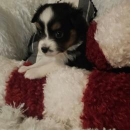 Girl 1 - Black tri female Toy Australian Shepherd puppy in Missouri from MadCat Toy Aussies