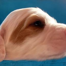 English Setter Puppies from English Setters of the Eyrie