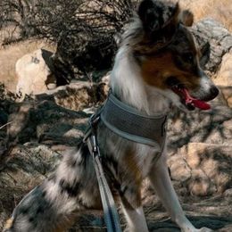 Poppy - Toy Australian Shepherd