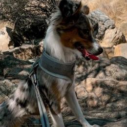 Poppy - Toy Australian Shepherd
