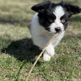 Sporty Mix Puppies from Ebonheart Kennel
