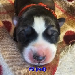 2 (red) - Black tan and white male Siberian Husky puppy in Dane, Wisconsin from Sunny Hurricane Siberians