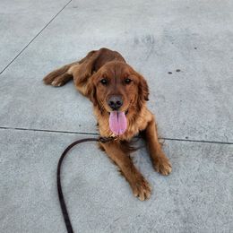Golden Retriever puppies from Bertke AKC Golden Retrievers and Bernese Mountain Dogs