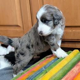 Aussiedoodle Puppies from Ridgeview Aussiedoodles