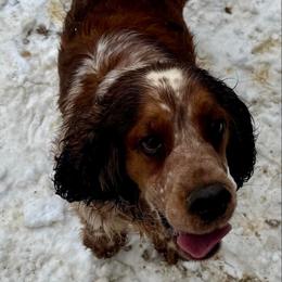 Lenny - English Springer Spaniel
