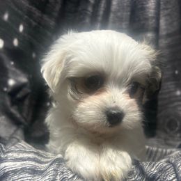 Daisy - White female Maltese puppy in Chariton, Iowa from Mia Lucky Maltese