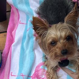 Yorkshire Terriers from Loyal Yorkies