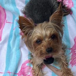 Yorkshire Terriers from Loyal Yorkies
