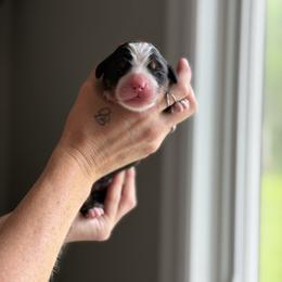 Orange - Black rust and white female Bernese Mountain Dog puppy in Holland, New York from Must B Buffalo Berners