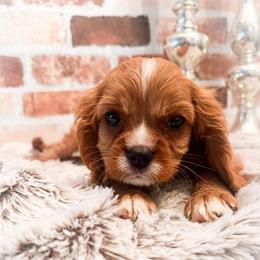 Jello - Ruby male Cavalier King Charles Spaniel puppy in Tolleson, Arizona from Pixie Dust Cavaliers