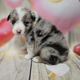 Girl1 - Blue merle female Australian Shepherd puppy in Lakeland, Florida from Diamond P Australian Shepherds