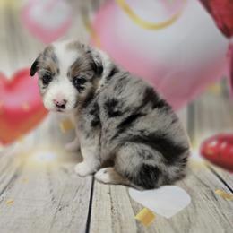 Girl1 - Blue merle female Australian Shepherd puppy in Lakeland, Florida from Diamond P Australian Shepherds
