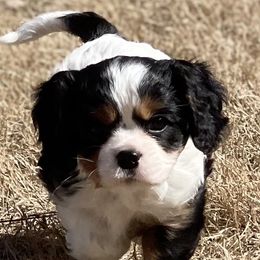 Charlie - Cavalier King Charles Spaniel puppy in Georgia from Southern Bred Cavaliers
