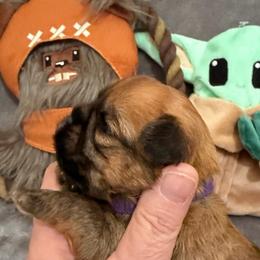 Leia - Belge female Brussels Griffon puppy in Seneca, Missouri from Stephanie’s Puppy Colony