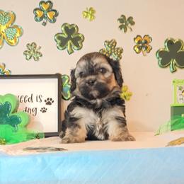Boy 1 - Black and gold male Shorkie puppy in Boca Raton, Florida from Tina-Marie's Pups