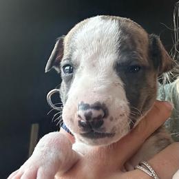 Boy 5 - Fawn brindle male Whippet puppy in Corry, Pennsylvania from Sara's Whippets