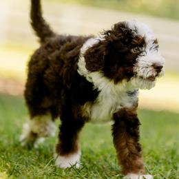 Samson - male Australian Mountain Doodle puppy in Temecula, California from Country Hills Doodles