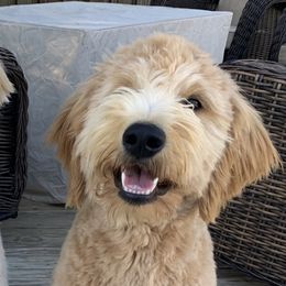 Bailey - Assorted Doodle Crosses