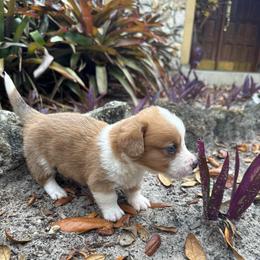 Roy - Sable merle and white male Cardigan Welsh Corgi puppy in Wekiwa Springs, Florida from It is Corgiland