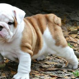 Bulldog and French Bulldog Puppies from Rohde's Road Dog Bullies