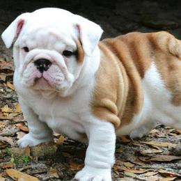 Bulldog and French Bulldog Puppies from Rohde's Road Dog Bullies
