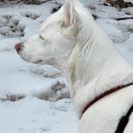Siberian Huskies from Jessica's Huskies