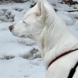 Siberian Huskies from Jessica's Huskies