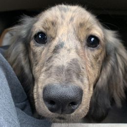 Nyla - Dachshund