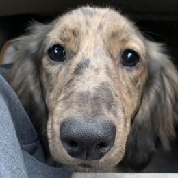 Nyla - Dachshund