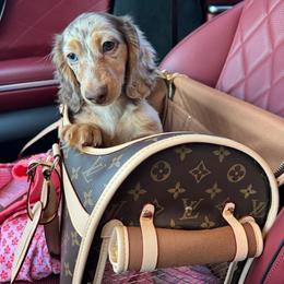 Dachshund Puppies from EntityDachs