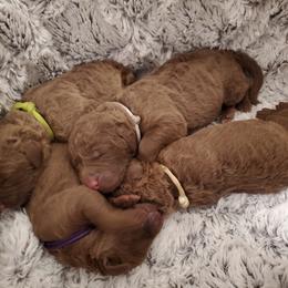 Chesapeake Bay Retriever Puppies from Shore Acres Chesapeakes