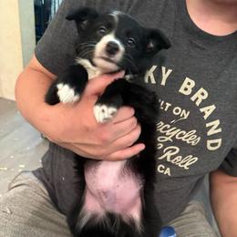 Dune (green collar) - Black and white male Border Collie puppy in Grapeview, Washington from Athena’s Collies