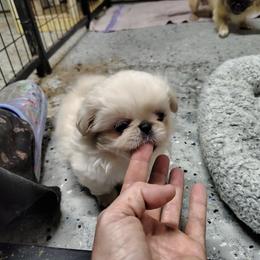 Lily - AKC limited - White female Pekingese puppy in Andrews, South Carolina from Purple Diamonds Kennel
