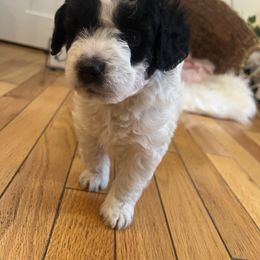 Bernedoodle Puppies from Timber Trail Bernedoodles RI