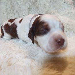 English Springer Spaniel Puppies from Erica Chapman